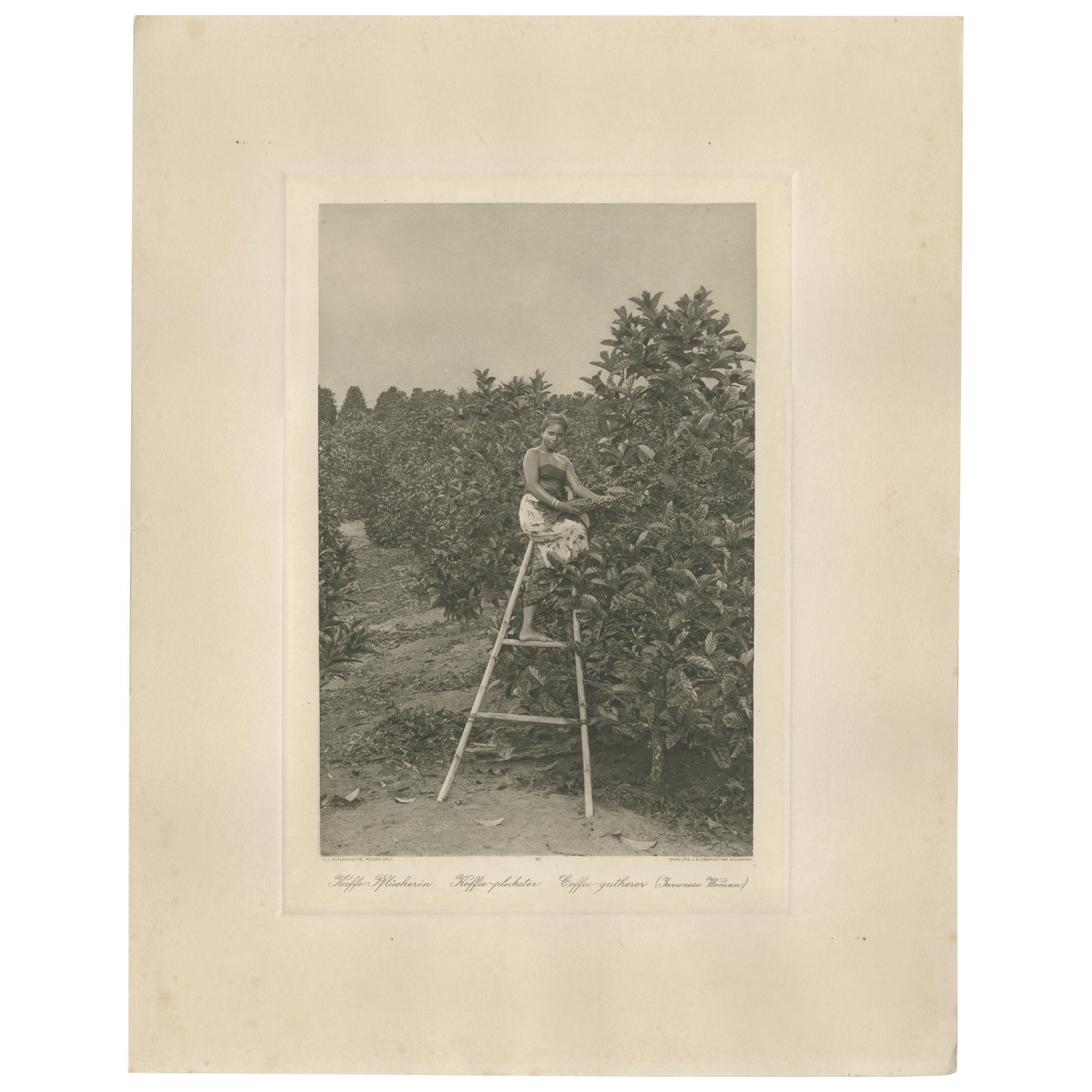 Coffee Picker Portrait, Deli Plantations, Sumatra, Dutch East Indies, c.1900