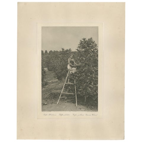 Coffee Picker Portrait, Deli Plantations, Sumatra, Dutch East Indies, c.1900