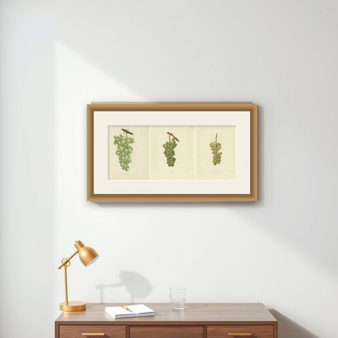 Set of Three Antique Prints of Various Green / White Grape Varieties, 1821, shown framed on a wall