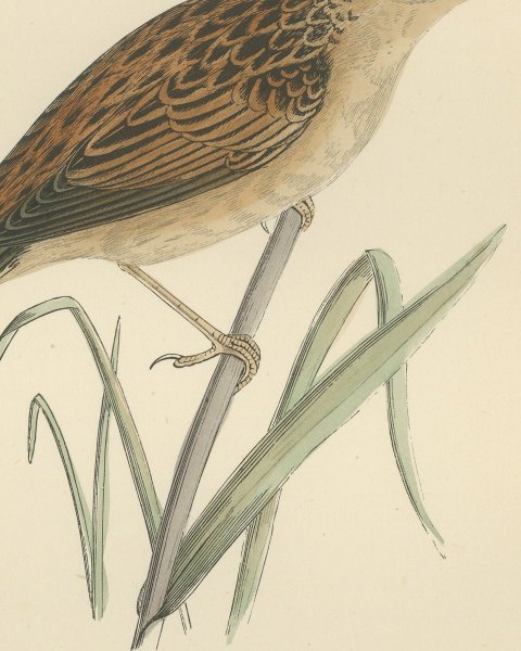 Aquatic Warbler on a Reed Stem, Antique Hand Colored Morris Plate, 1896, close-up 2
