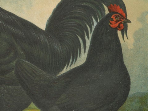 The Elegant Langshan - A Rare 19th Century Poultry Lithograph, close-up 3