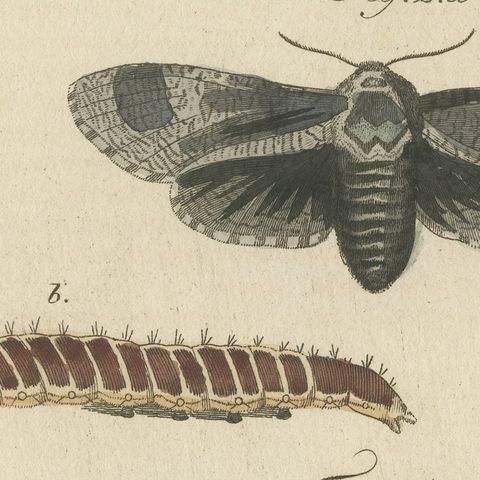 Garden Tiger Moth and Emperor Moth, Antique Bertuch Print, Vienna, circa 1805, close-up 3