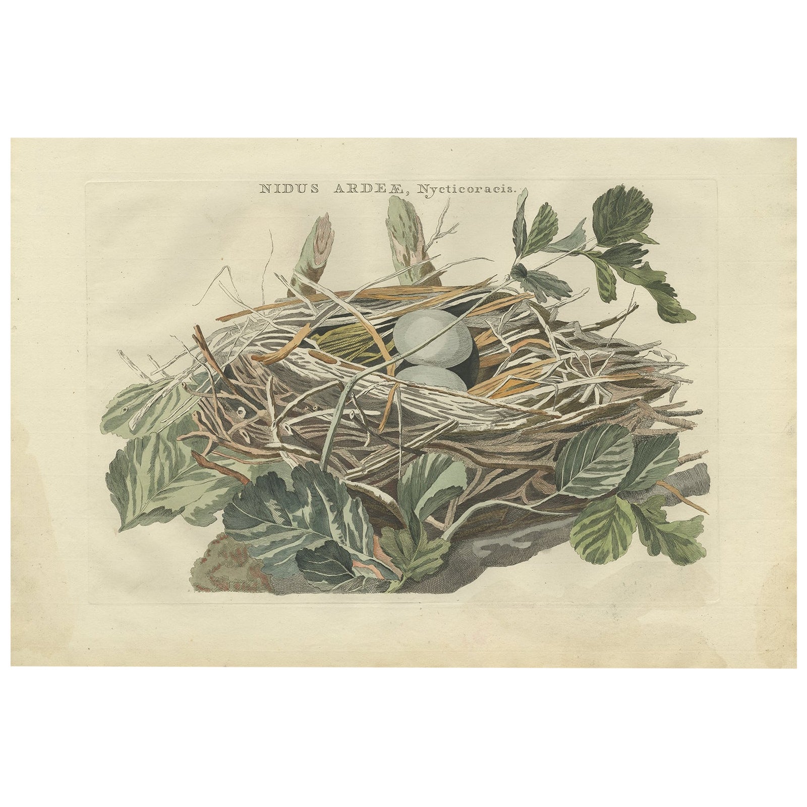 Antique Bird Print of the Nest of a Black-Crowned Night Heron, 1789