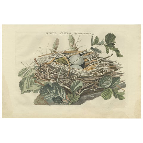 Antique Bird Print of the Nest of a Black-Crowned Night Heron, 1789