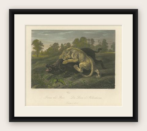 Original Steel Engraving of a Lioness and Boar, shown framed
