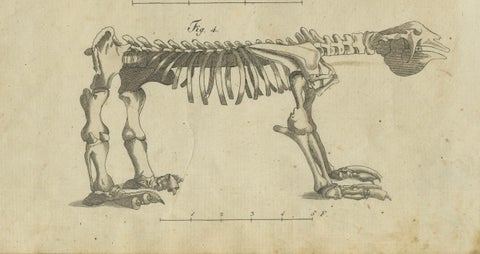 Intriguing 1805 Hand-Colored Engraving of Unique Mammals and Skeleton, close-up 1