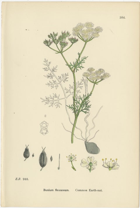 Antique English Botanical Prints, Elegant British Wildflowers, Sowerby c.1902, view 2