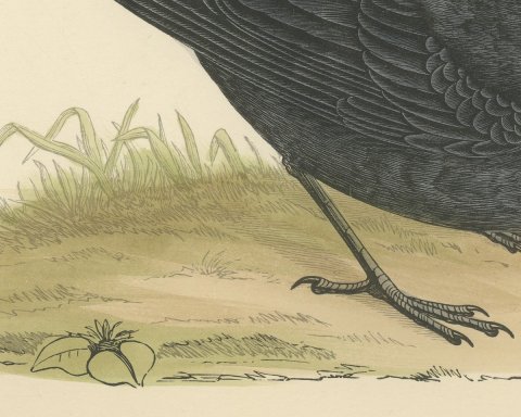 Blackbird on Grassy Ground, Antique Hand Colored Bird Print, Morris, 1896, close-up 2