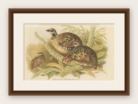 Antique Bird Print of the Brown-Breasted Hill Partridge by Hume & Marshall, 1879, shown framed