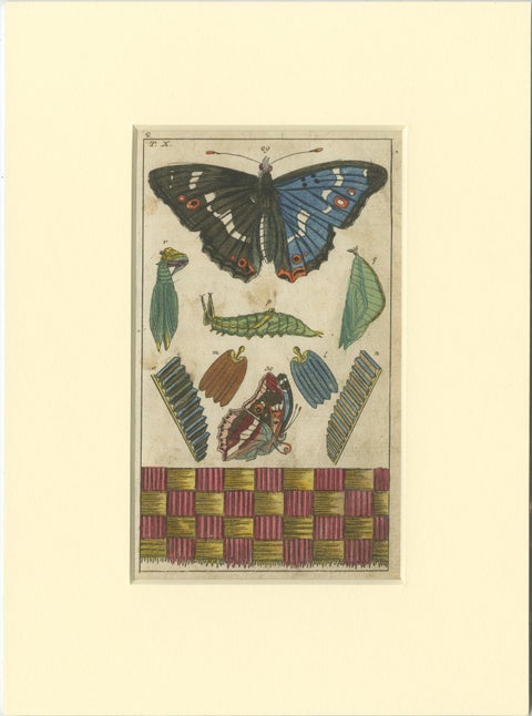Set of 4 Antique Butterfly Prints Also Showing Caterpillars and Pupae, view 5
