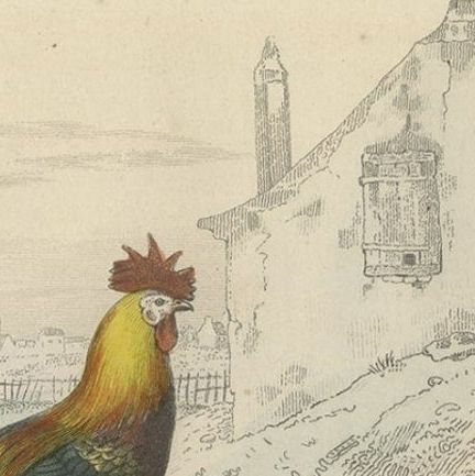 Antique Bird Print of a Rooster, Hen, Turkey & Guinea Fowl, 1841, close-up 3
