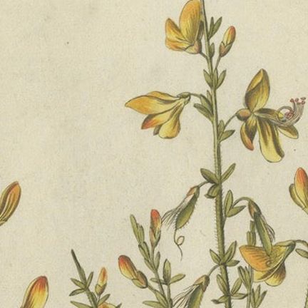 Scotch Broom Botanical Engraving - Icones Plantarum Medicinalium, 1788, close-up 4