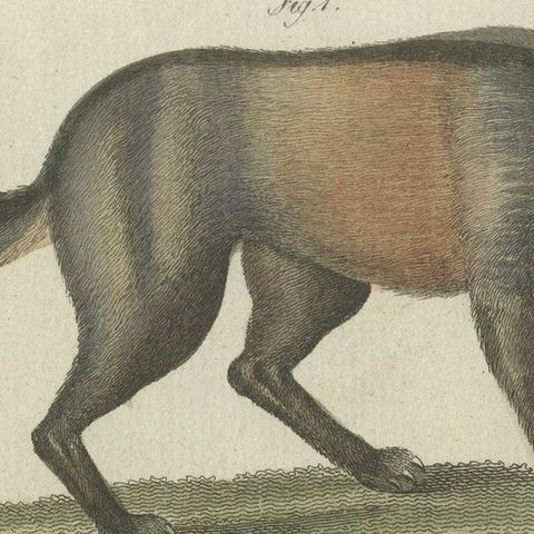 Original Hand-Colored Antique Print of a Fox and Hyena species, close-up 5