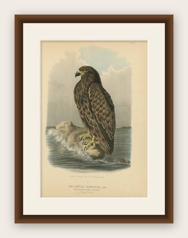 Bird Print of the White-Tailed or Grey or Eurasian Sea Eagle, 1894, shown framed