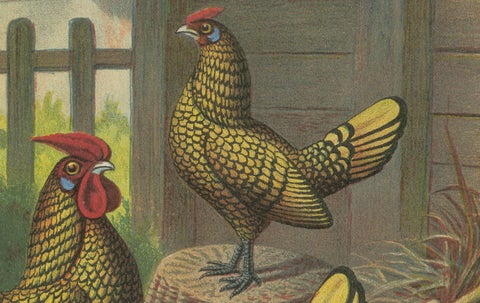 The Golden-Laced Bantam - A Rare 19th Century Poultry Lithograph, close-up 3