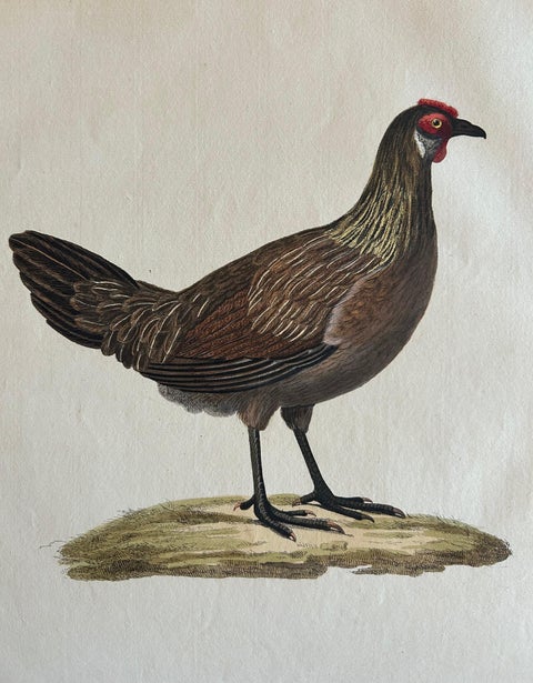 Hen, Gallus Domesticus Foemina, Nozeman & Sepp Antique Bird Print, c.1829, view 5