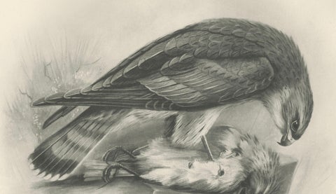 Antique Merlin Falcon with Prey Print by Lilian M. Medland, 1908, close-up 5