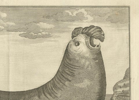 Marine Creatures in an Old Engraving: A Sea Lioness and a Sea Elephant, 1765, close-up 2