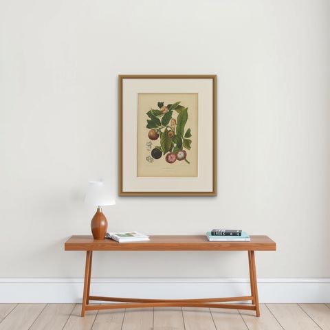 Original Antique Mangosteen Botanical Chromolithograph by Hoola van Nooten, 1880, shown framed on a wall