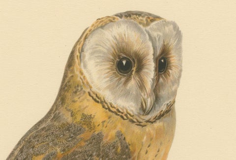 Original Hand-colored Barn Owl Lithograph by M. von Wright, 1927, close-up 1