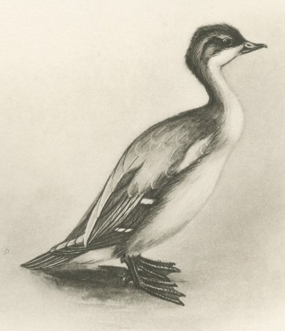 Female Goosander and Female Smew, Plate CXCV after Lilian Medland, c. 1909, close-up 2