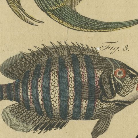 Angelfish, Butterflyfish and Moorish Idol, Antique Bertuch Print, circa 1805, close-up 5
