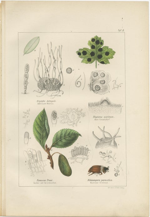 Set of 5 Antique Mycology Prints of Various Fungi, 1875, view 2