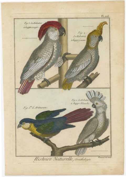Authentic, Beautifully Richly Colored, Copper Engraving of Cockatoos '1792', view 2