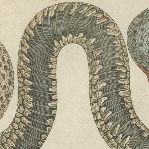 Two Snakes with Bold Head Markings, Antique Bertuch Print, Vienna, circa 1805, close-up 1