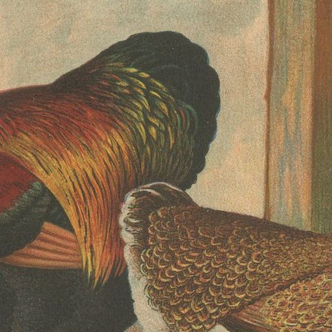 The Magnificent Partridge Cochinchina - A Rare 19th Century Poultry Lithograph, close-up 6