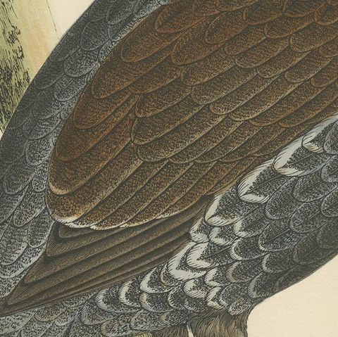 Original Antique Bird Print of a Capercaillie, 1855, close-up 2
