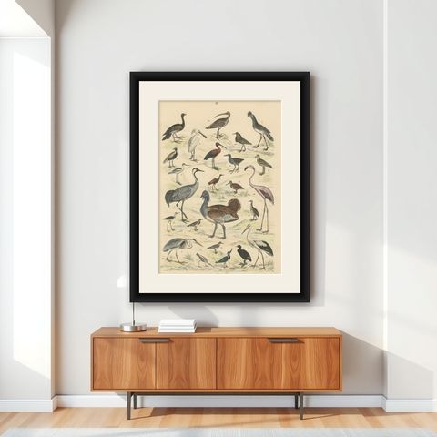 Wading Birds & Cranes Print: Flamingo, Stork, Ibis, Bustard, Antique 1867, shown framed on a wall