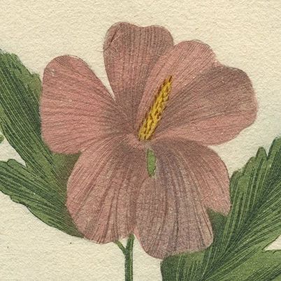 Antique Botanical Engraving of Tree Mallow Flowers, Weinmann, 1737, close-up 6