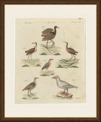 Jacanas and Wading Birds with Long Toes, Antique Bertuch Print, circa 1805, shown framed