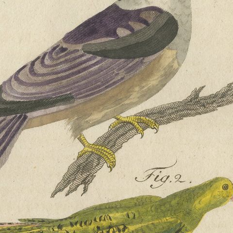 Kingfisher and Mandarin Duck, Antique Bertuch Print, Vienna, circa 1805, close-up 6