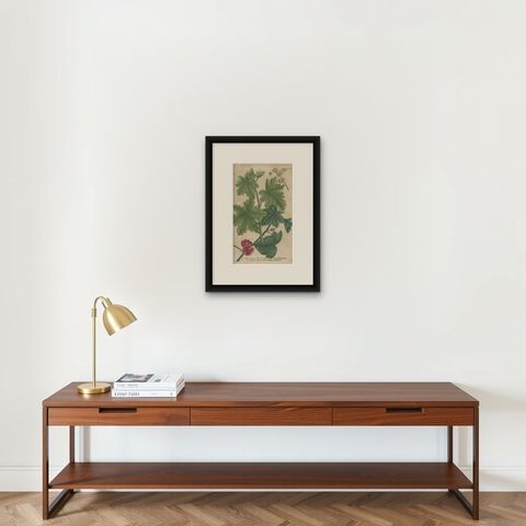 Copper Engraving of Cluster Mallow and Malva Sylvestris Flowers, 1737, shown framed on a wall