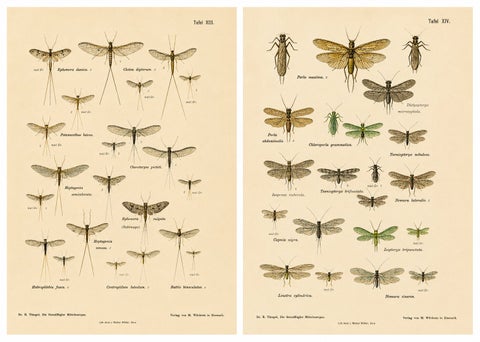 Set of Two Entomological Lithographs from Die Geradflügler, Germany, 1908