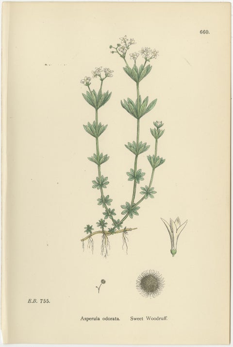 Set of 10 English Botanical Prints 1902, Galium & Asperula, Sowerby, view 9