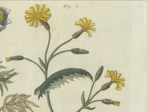 Botanical Print: Papaver and Hieracium Species from a Natural History Collection, close-up 1