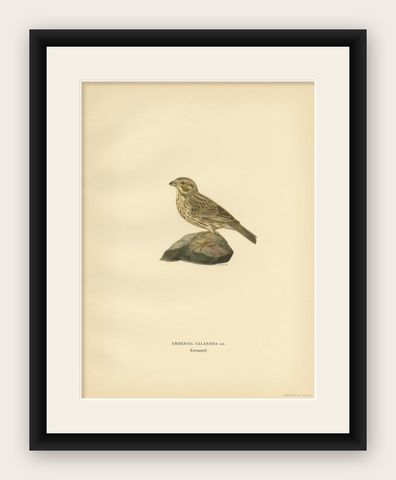 Antique Bird Print of the Corn Bunting by Von Wright, 1927, shown framed