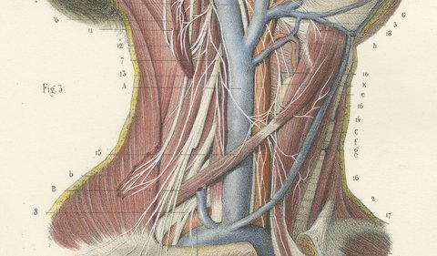 Nerves of the Neck, Antique Hirschfeld Anatomy Print, 1866, view 5