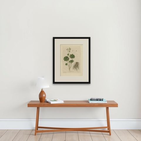 Antique Botany Print of Alchemilla by Regnault, 1774, shown framed on a wall