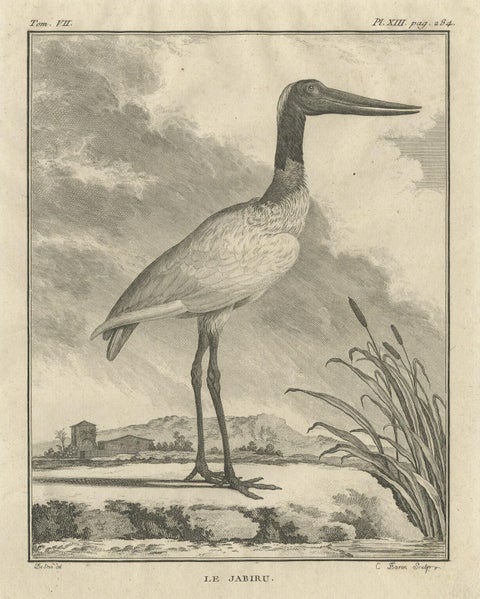 Original Copper Engraving of a Bird Print of the Jabiru Stork Bird, 1795, close-up 1