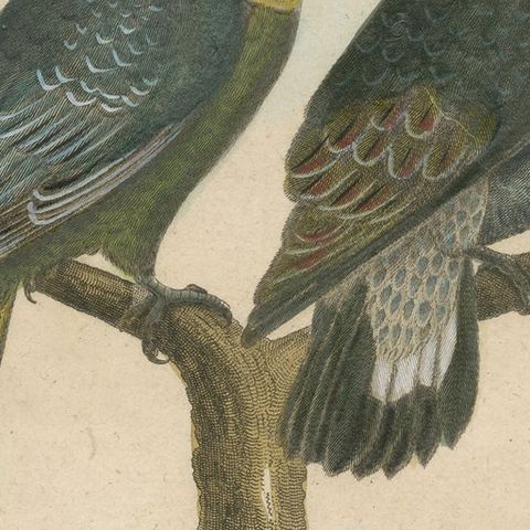 Original, Richly Hand-Colored, Rare Copper Engraving of 4 Parrots '1792', close-up 1