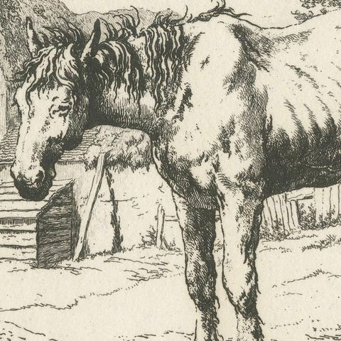 Rustic Farm Horse Study, English Animal Etching by Robert Hills, 1801, close-up 5