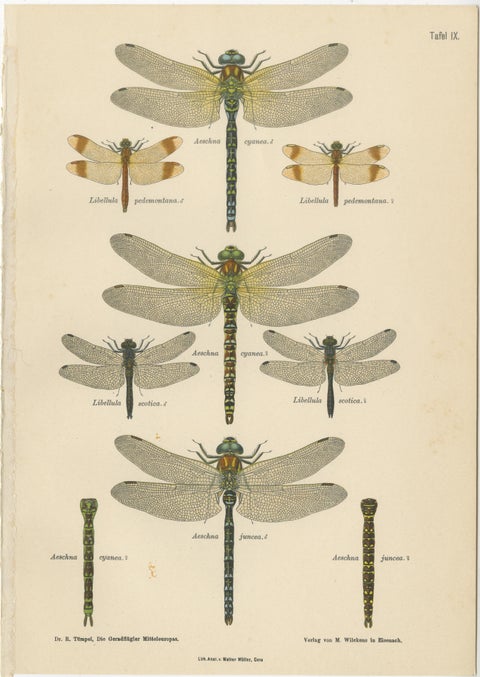 Dragonflies of Central Europe, Set of Three Color Lithographs, 1908, view 3