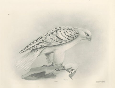 Antique Greenland Gyrfalcon Bird Print by Lilian M. Medland, circa 1908, close-up 1