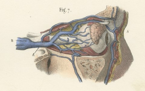 The Muscles of the Eyeball, Antique Hirschfeld Anatomy Print, 1866, view 6