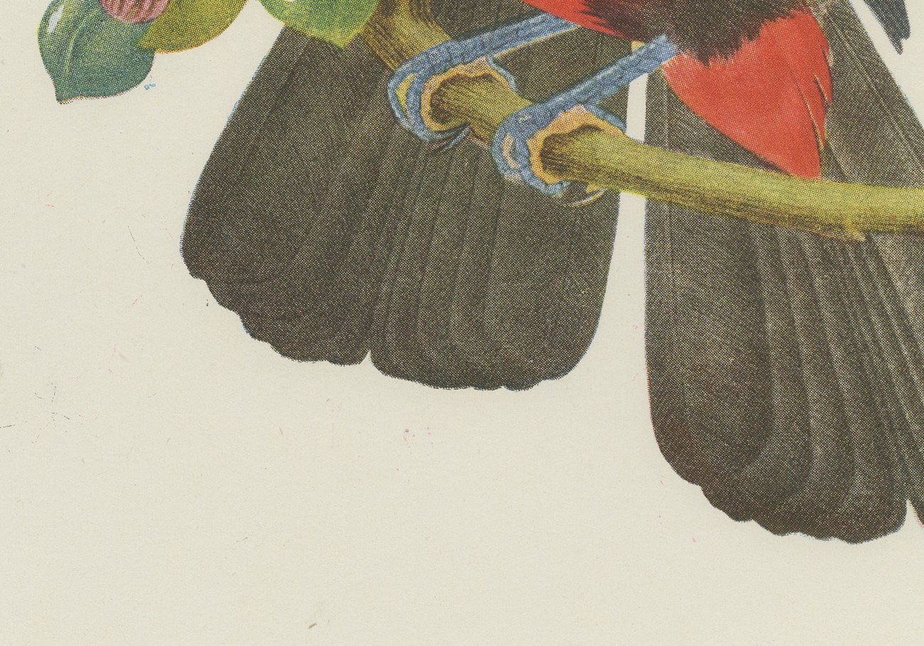 Toucans, Brazilian Bird Print, Descourtilz, 1944, view 5
