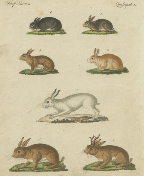 Original Antique Print of a Mountain Hare, Rabbit and Others, view 3
